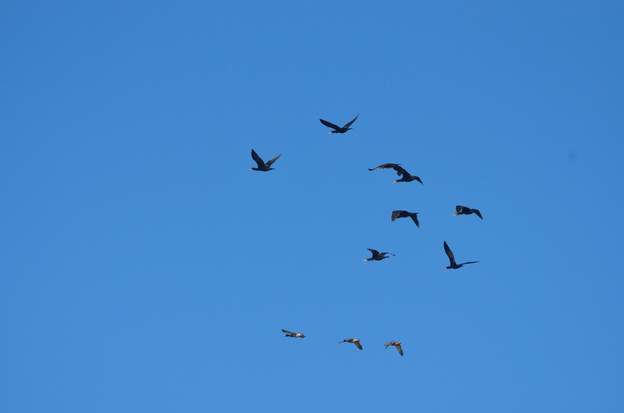 Cormorans et canards