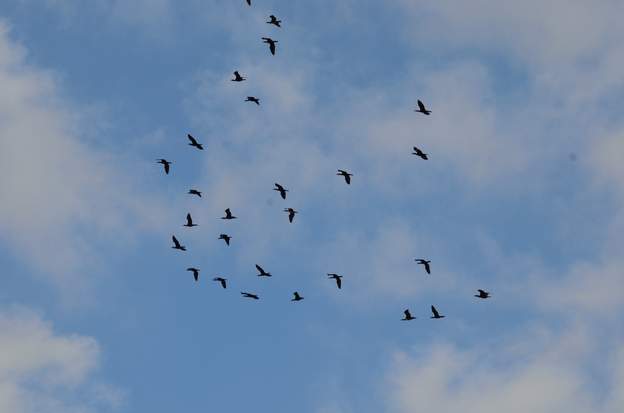 Vol de cormoran 2015 10
