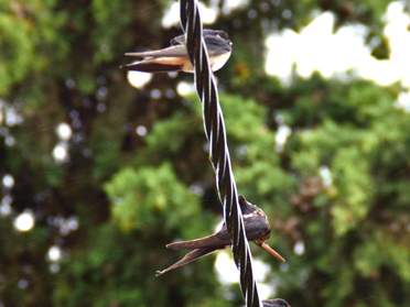 Hirondelles