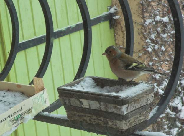 Pinson des arbres. Fringilla coelebs . Pinson des arbres mâle. On ne le voit qu'en hiver quand il neige ou qu'il fait bien froid (zéro... on est dans le Sud de la France, hein !)....