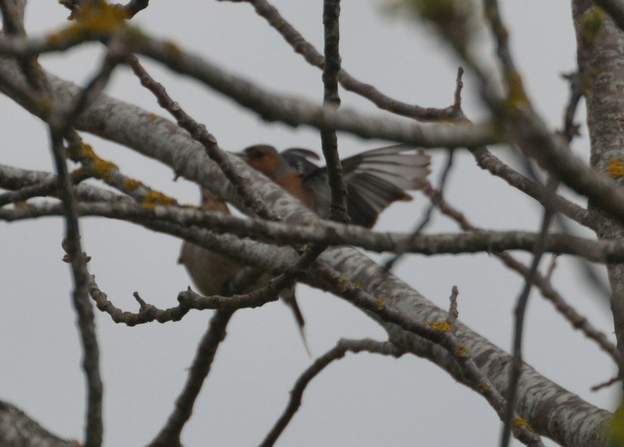 pinson des arbres, couple 2021 04 (3) et hop !