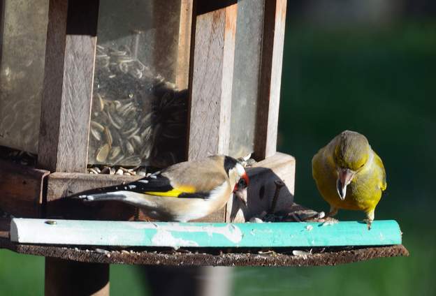 chardonneret et verdier Le chardonneret élégant ne craint pas du tout les verdiers, les manœuvres d'intimidation de ce dernier le laisse indifférent.