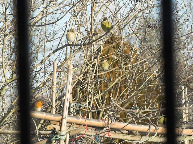 hiver - sur l'arbuste Combien voyez-vous d'oiseaux ? 1 mésange bleue et une charbonière, deux verdiers, un rouge-gorge et un pinson (des arbres). La totale des oiseaux qui...