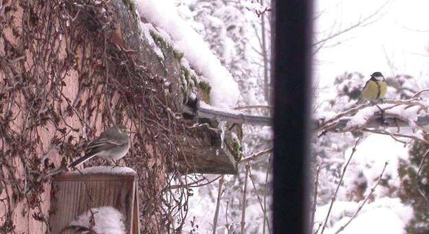 Mésange et bergeronette en hiver La mésange est une charbonnière. La bergeronnette ne vient là qu'en cas de grand froid et de faim, on ne l'a vue qu'une fois depuis qu'on donne de la...