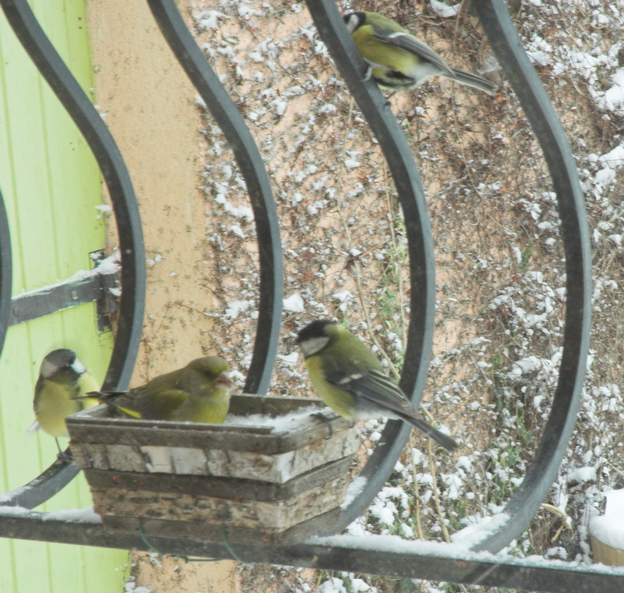 Un verdier mâle et trois mésanges Lorsqu'il neige on voit venir des oiseaux qu'on ne voit jamais ordinairement. Un verdier mâle dispute aux mésanges les graines de le fenêtre. Il campe carrément...