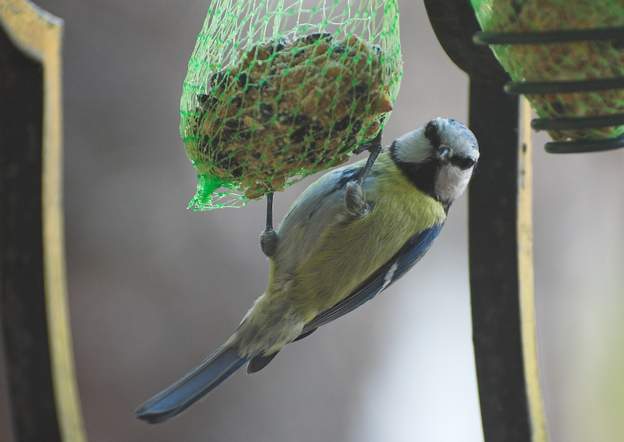 Mésange bleue femelle Les mésanges sont les seuls oiseaux à pouvoir manger accrochés comme ça, même carrément sous la boule. Les autres oiseaux se contentent de venir sur le rebord...