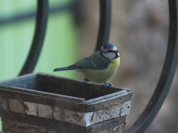 Mésange bleue mâle Un mâle, ils ont une coiffure plus punk que les femelles. Cette mangeoire est prévue pour les oiseaux qui ne savent pas s'accrocher, comme le rouge gorge. Mais...