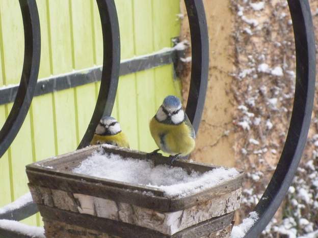 Couple de mésange bleues On reconnait bien le mâle à sa coifure punk ; la femelle a une coupe plus plate, bleutée aussi.