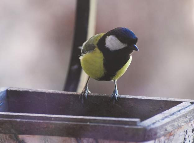 mésange charbonnière La charbonnière, un peu plus grosse que la bleue et bien noire. Parus major .