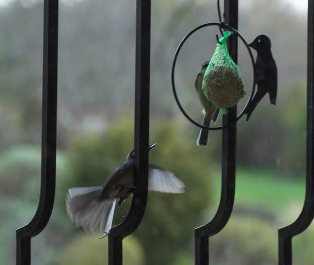 Dispute pour une boule Une mésange bleue est accrochée à la boule, une charbonnière va la chasser. Bien sûr, il y a d'autres boules, mais ...