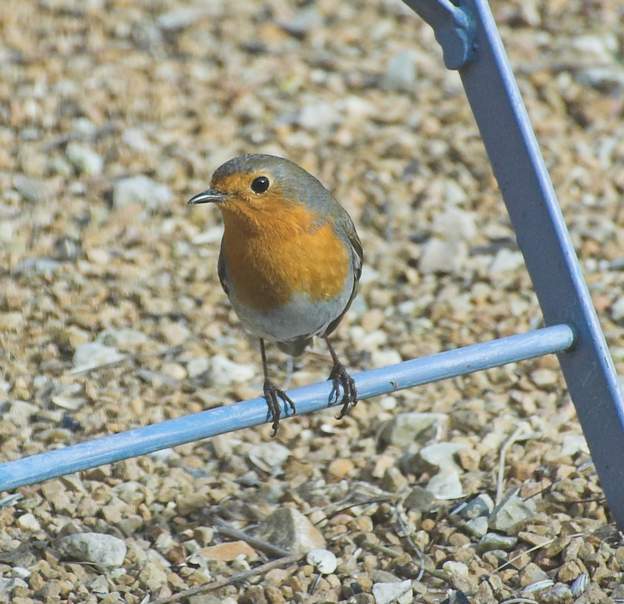 Rouge-gorge Erithacus rubecula . Quand vient l'hiver, si nous nous promenons dans le jardin, il nous suit en chantant.