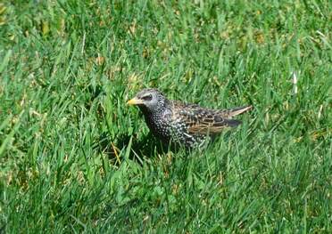 Étourneaux sansonnet Sturnus vulgaris ; Sur le site des oiseaux . Ah, une bande qui bouffe un cerisier en deux jours... gourmand et goinfre,...