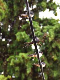Hirondelles En général ce sont des photos de l'hirondelle rustique, Hirundo rustica . Cf. site des oiseaux . Elles ne nichent pas...
