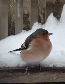 Pinsons On voit souvent en hiver le pinson des arbres ( Fringilla coelebs ) et très rarement un hiverneur : celui du Nord (...