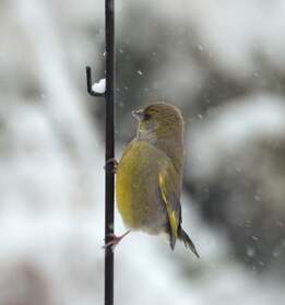 Verdiers Le Verdier d'Europe, Chloris chloris Cf. site des oiseaux . Un oiseau qui vit en bande et qu'on repère bien pour son...