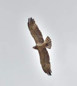 Rapaces Des oiseaux de proie nous survolent souvent. Chez nous ils ne trouvent guère à manger.