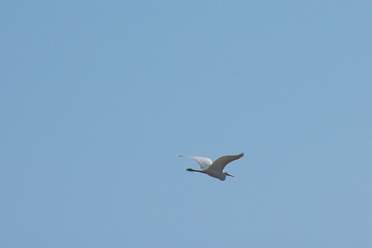 Aquatiques Les oiseaux que nous voyons dans le lac. Ils sont pris au téléobjectif, vu qu'ils s'enfuient très vite.