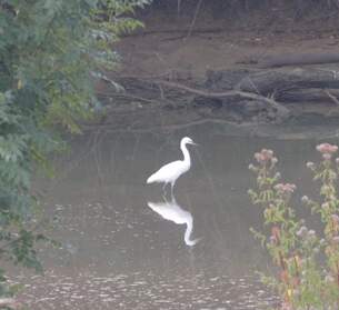 Aquatiques Les oiseaux que nous voyons dans le lac. Ils sont pris au téléobjectif, vu qu'ils s'enfuient très vite.