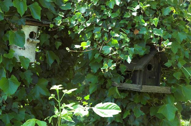 Les abris du jardin On a mis plein de nichoirs, une dizaine dans le jardin. Ils sont un peu inutiles, vu le nombre de buissons, mais ça nous fait plaisir ! certains ont cependant...