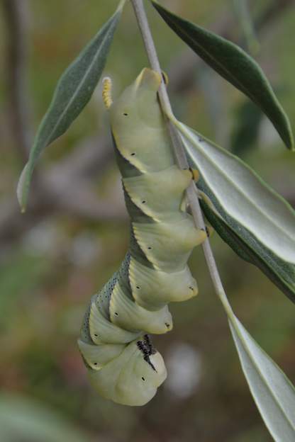 Acherontia atropos (1) LA chenille de 10cm de long facile, du Sphynx à tête de mort.
