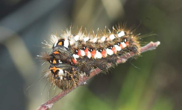 Acronicta rumicis La noctuelle de la patience , le papillon, un nocturne, est très moche, comme toutes les noctuelles, d'ailleurs.