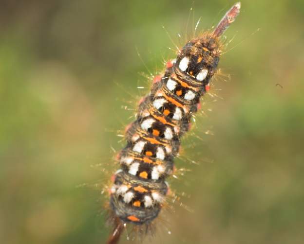 Acronicta rumicis