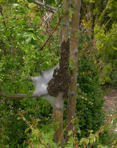 chenilles Assez peu ragoûtant ... heureusement qu'il y a plein d'oiseaux.