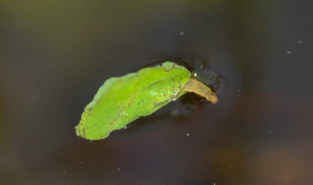 elophila nymphaeata 2
