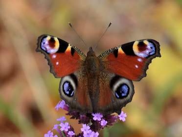 Lépidoptères (papillons)