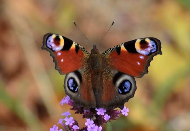 Aglais io 1 Paon du jour . Quel beau papillon ! Il a la particularité d'hiverner sous sa forme adulte, ce qui explique qu'il soit l'un des premiers que l'on voit dans le...