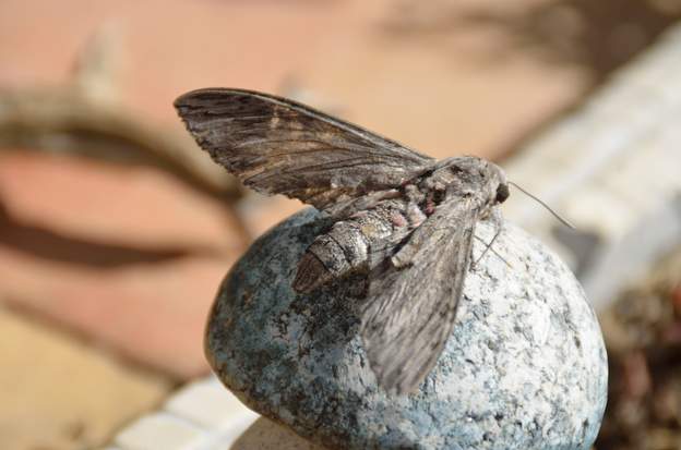 Agrius convolvuli 2022 09 (1) Le SPhynx du liseron . Très grand papillon (ici 6 cm de long). C'est un migrateur, celui-ci est aux 3/4 mort, épuisé sans doute.