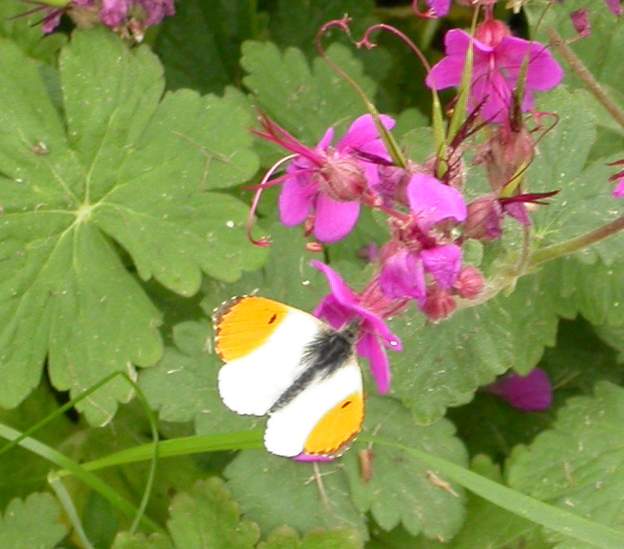 Anthocharis cardamines 1 L' Aurore , un joli nom ! C'est un mâle, avec l'apex des ailes antérieures orange bordé d'une petite bande noire.