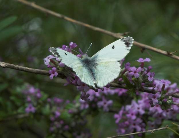 Anthocharis cardamines 2 Femelle d'Aurore ; elle est très différente du mâle.