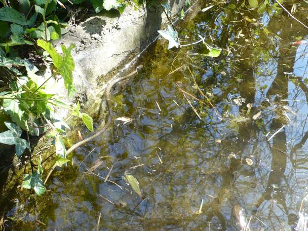 Couleuvre à collier Natrix natrix , il y en a pas mal dans le jardin, grandes et petites, jusque dans l'eau.