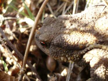 Batraciens : grenouilles, crapauds, tritons, etc. Pour les spécialiste modernes, la classe des batraciens/amphibien n'existe plus. Mais on ne va pas se faire mal à la...