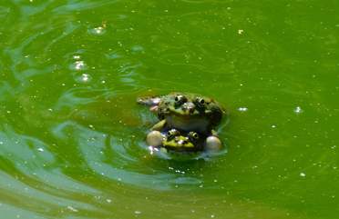 Batraciens : grenouilles, crapaux Pour les spécialiste modernes, la classe des batraciens/amphibien n'existe plus. Mais on ne va pas se faire mal à la...