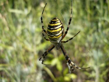 Araignées Ce ne sont pas des insectes, hein ! ne confondons pas. 8 pattes, pas d'ailes. 40 000 espèces connues, en gros. Le site...