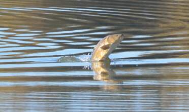 Dans l'eau Les animaux, hors oiseaux, qui peuplent le lac en bas de chez nous. La plpart ont été apportés par les oiseaux eux-mêmes...