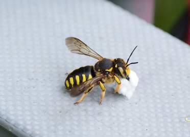 Insectes Quand un animal a des pattes articulées c'est un arthropodes . Si sur la tête il a des mandibules (mandibulata) et qu'il...