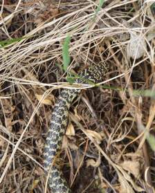 Serpents et autres reptiles Pour l'instant très peu de ces bestioles, nous en voyons peu, et elles ne prennent pas le temps de poser.