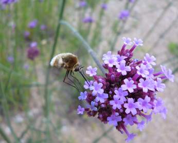 Animaux sauvages Les animaux que nous avons pu photographier dans le jardin. Pas toujours facile ! Il y en a de plus en plus.