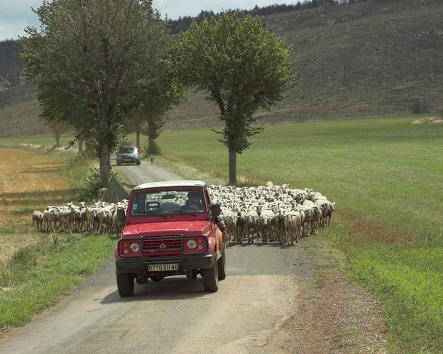 sheep 1 Sheep was one the of biggest natural ressource of the region ... before tourists. There is a dog behind, and one in front, but you can't see this one, because...