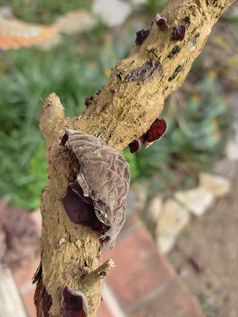 Auricularia auricula-judae (1) L' Oreille de Juda . Mérite bien son nom !