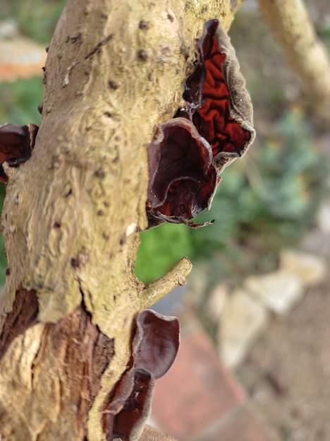 Auricularia auricula-judae (2)