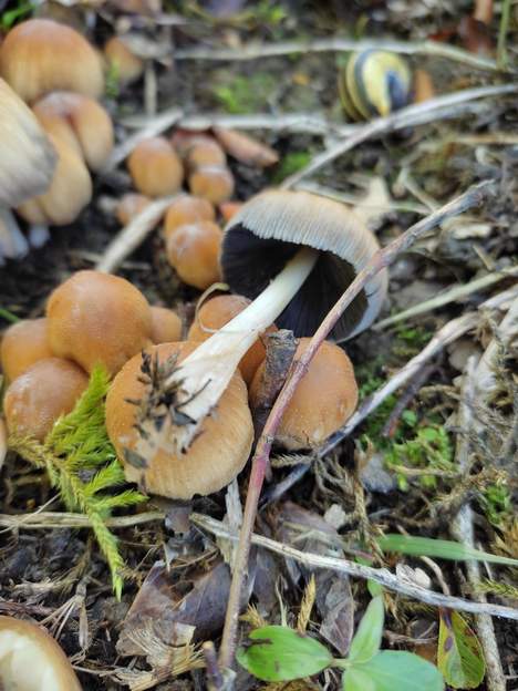 Coprinellus micaceus (1) Le Coprin micacé . Avant 2000, il s'appellait coprinus , mais a changé de famille !