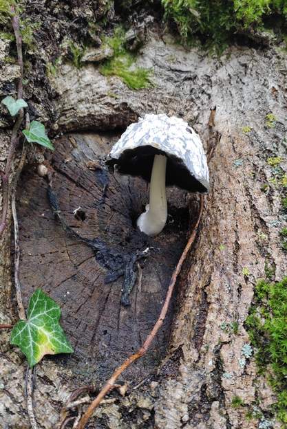 Coprinopsis picacea (3)