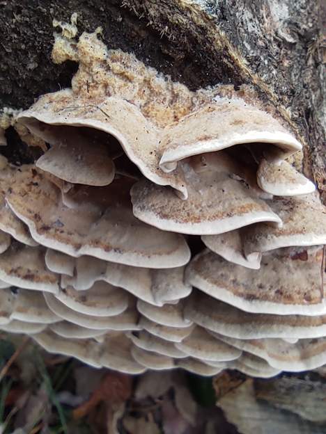 Coriolus versicolor (1) Un champignon bien connu
 de la médecine traditionnelle chinoise.