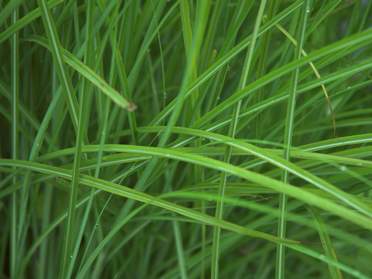 Les miscanthus.