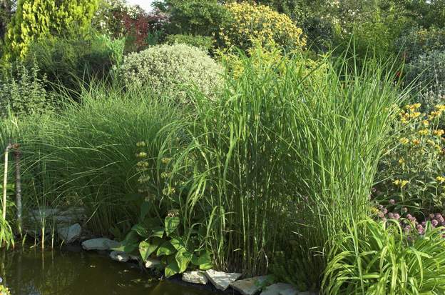 Mélange au bord de l'eau Près du rond central, trois miscanthus l'un à côté de l'autre, au mois de mai (2008) Gracilimus, Zebrinus et Silberfeder. Ils souffrent du vent quand l'été est...