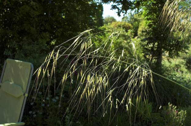 Stipa gigantea 2